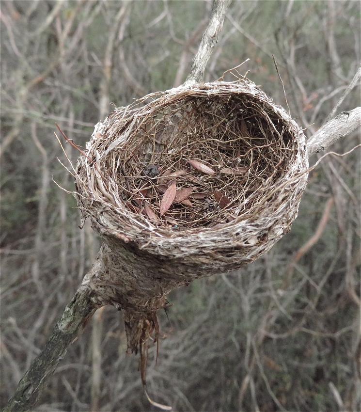 Melbourne Fringe Festival - Design X Nature: Peckable Architecture